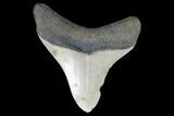 Fossil Megalodon Tooth - North Carolina #101242-1